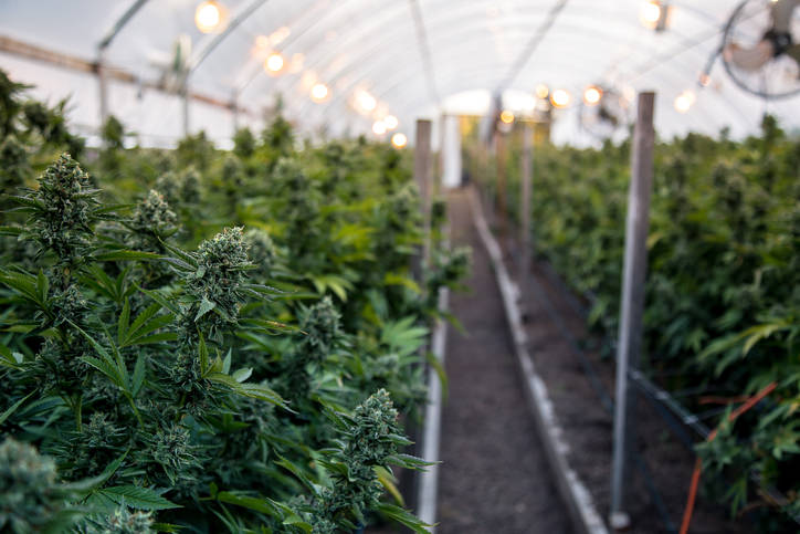 cannabis-farm